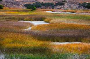 Eastern San Elijo Lagoon marshland-0045.jpg